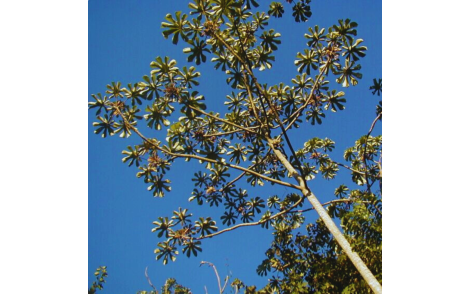 Arvore de Embauba do Brejo