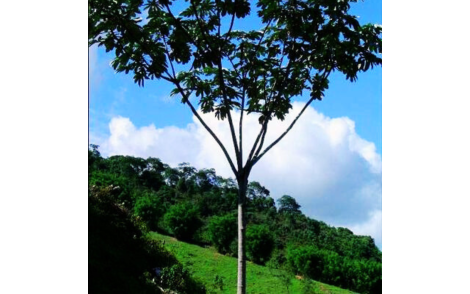 Arvore Adulta de Embauba do Brejo