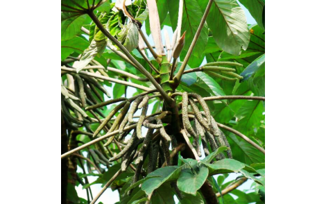 Frutos de Embauba do Brejo em formação