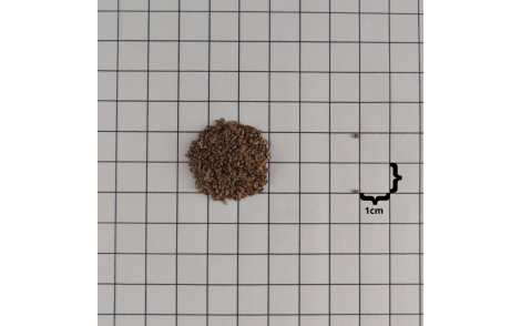 Sementes de Embauba do Brejo em papel quadriculado 1cm