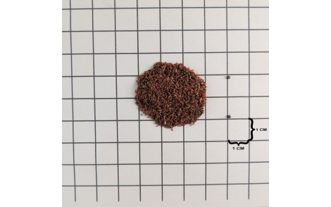 Sementes de Eucalipto Urophylla em papel quadriculado 1cm