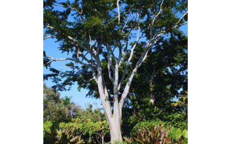 Sementes de Farinha seca (Albizia hasslerii (Chodat) Burkart)