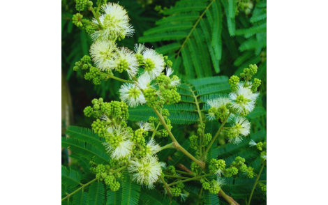 Sementes de Farinha seca (Albizia hasslerii (Chodat) Burkart)