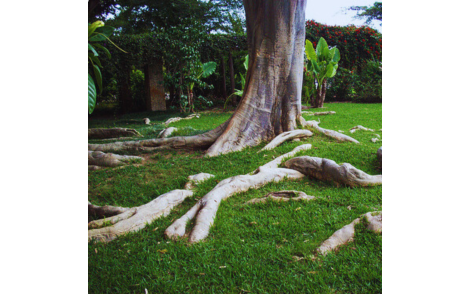 Sementes de Farinha seca (Albizia hasslerii (Chodat) Burkart)