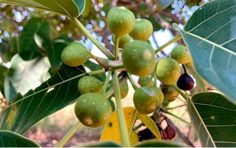 Frutos de Figueira Branca