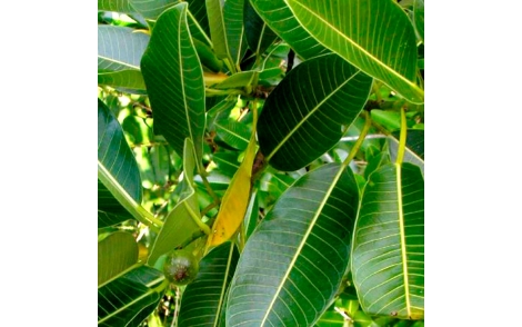 Folhas e frutos Figueira do Brejo