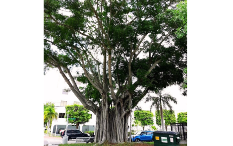 Arvore Adulta de Figueira Mata Pau Isolada na Arborização Urbana