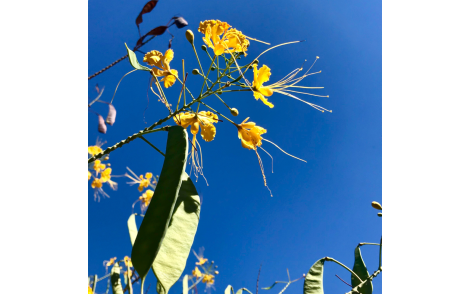Vagens novas e flores de Flamboyant Amarelo