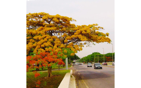 Flamboyant Amarelo no paisagismo urbano