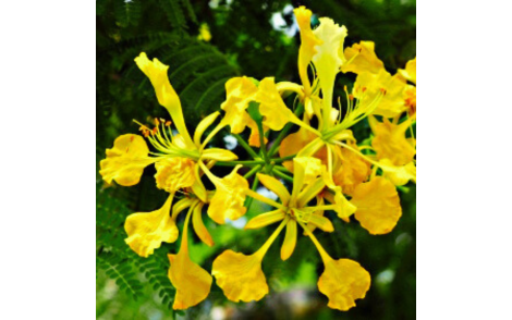 Flores de Flamboyant Amarelo