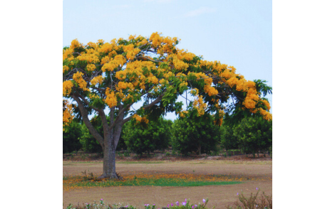 Florada de Flamboyant Amarelo