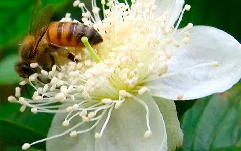 Flor da Goiaba Branca