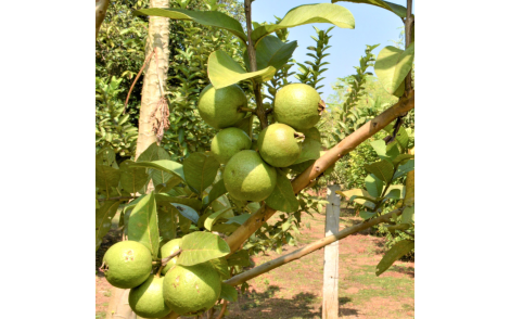 Frutos de Goiaba Vermelha prontos para colheita