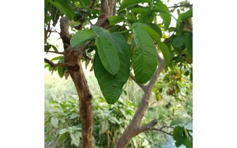 Arvore de Goiaba Vermelha