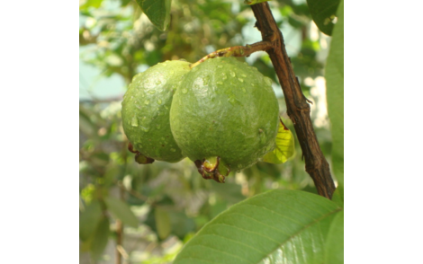 Frutos em desenvolvimento de Goiaba Vermelha