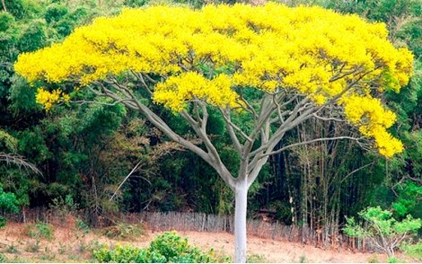 Florada do Guapuruvu