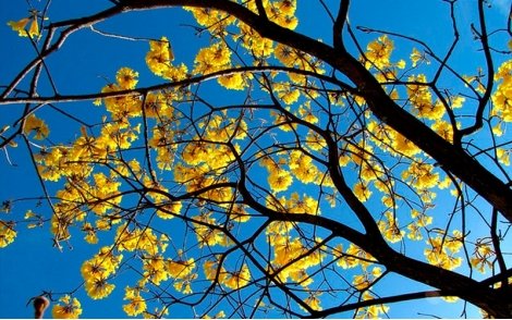 Florada de Ipê Amarelo Cascudo