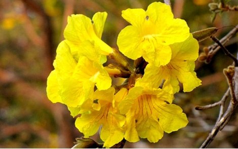 Flores em arranjo natural do Ipê Amarelo Cascudo