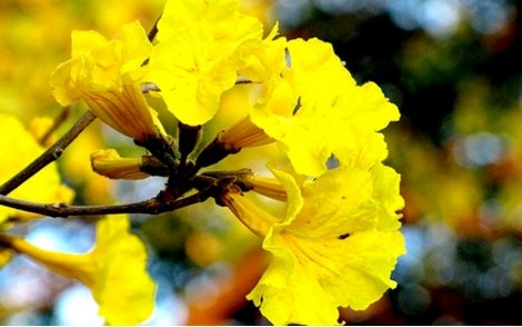 Flores em arranjo natural do Ipê Amarelo Cascudo