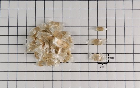 Ipê Amarelo Cascudo em papel quadriculado 1cm