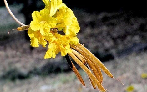 Flores e vagens de Ipê Amarelo Cascudo