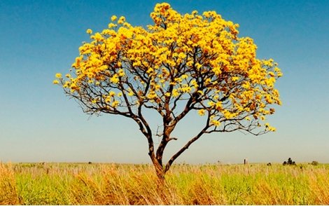 Árvore de Ipê Amarelo Cascudo