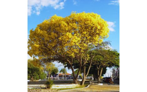 Ipê Amarelo do Cerrado no paisagismo rural