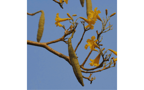 Vagem e flores de Ipê Amarelo do Cerrado