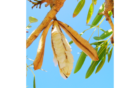 Vagem de Ipê Amarelo do Cerrado maduras