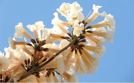 Flores de ipê branco