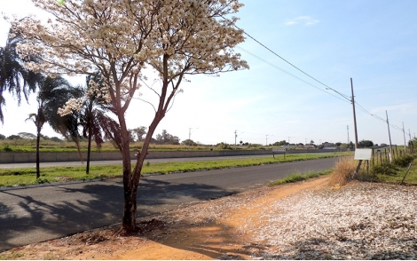 Arvore de Ipê Branco no paisagismo urbano