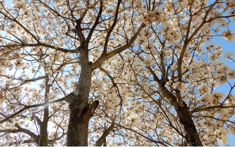 Florada do ipê branco
