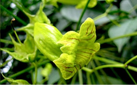 Sementes de Ipê Caroba de Flor Verde (Cybistax antisyphilitica (Mart.) Mart.)