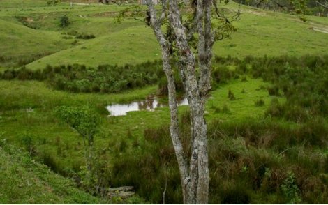 Sementes de Ipê Caroba de Flor Verde (Cybistax antisyphilitica (Mart.) Mart.)