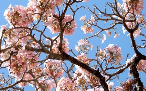 FLORADA ABUNDANTE DE IPÊ ROSA BALSAMO
