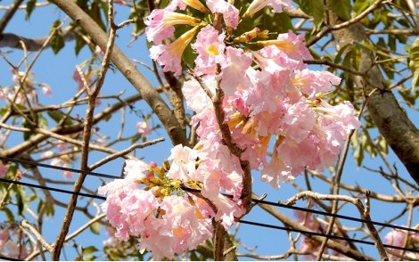 Florada de Ipê Rosa Balsamo