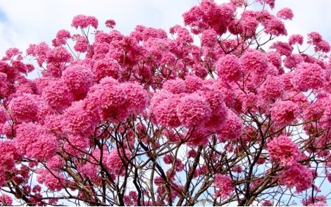 Florada de Ipê Roxo de Bola.