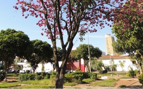 Ipê Roxo de Bola no paisagismo de praças.