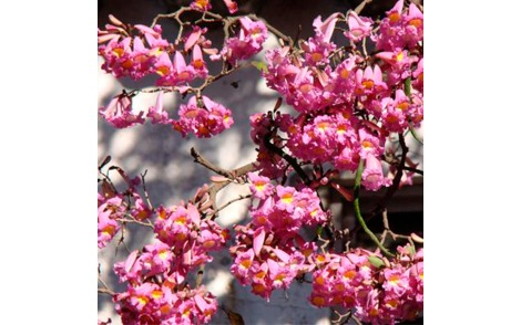 Flores de Ipê roxo sete folhas