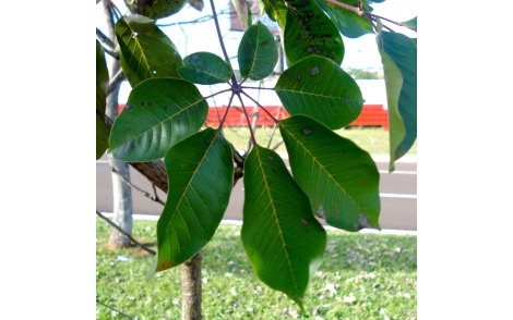 Folhas do Ipê roxo sete folhas