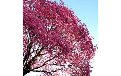 Arvore florida de ipê roxo sete folhas