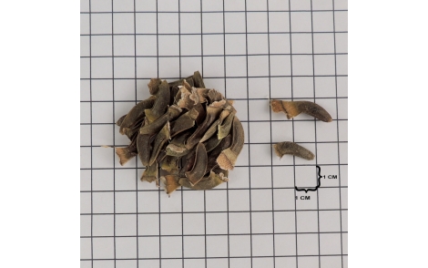 Sementes de Jacarandá Bico de Pato em Papel Quadriculado de 1cm
