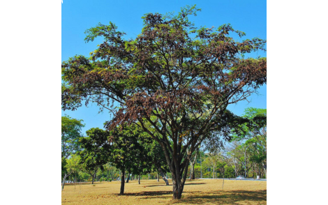 Arvore adulta de Jacarandá da Bahia