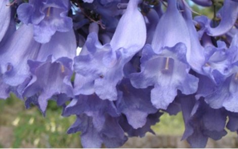 Flores da espécie Jacarandá Mimoso