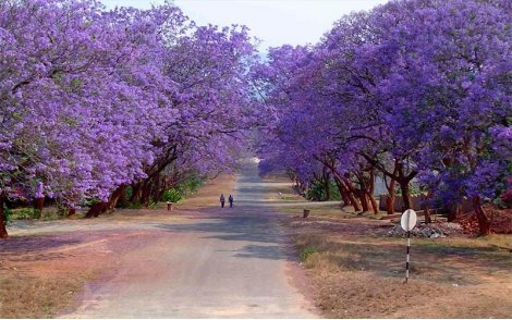 Arvore adulta de Jacarandá Mimoso