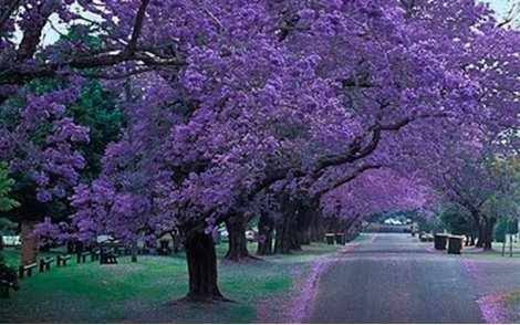Arvore adulta da espécie Jacarandá Mimoso