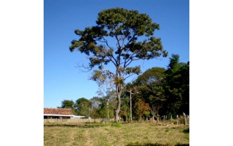 Arvore de Jacarandá Paulista