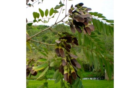 Sementes de Jacarandá Paulista (Machaerium villosum Vogel.)