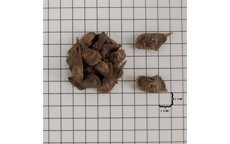 Sementes de Jacarandá Paulista em papel 1cm