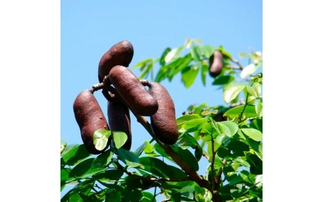 Frutos do Jatobá